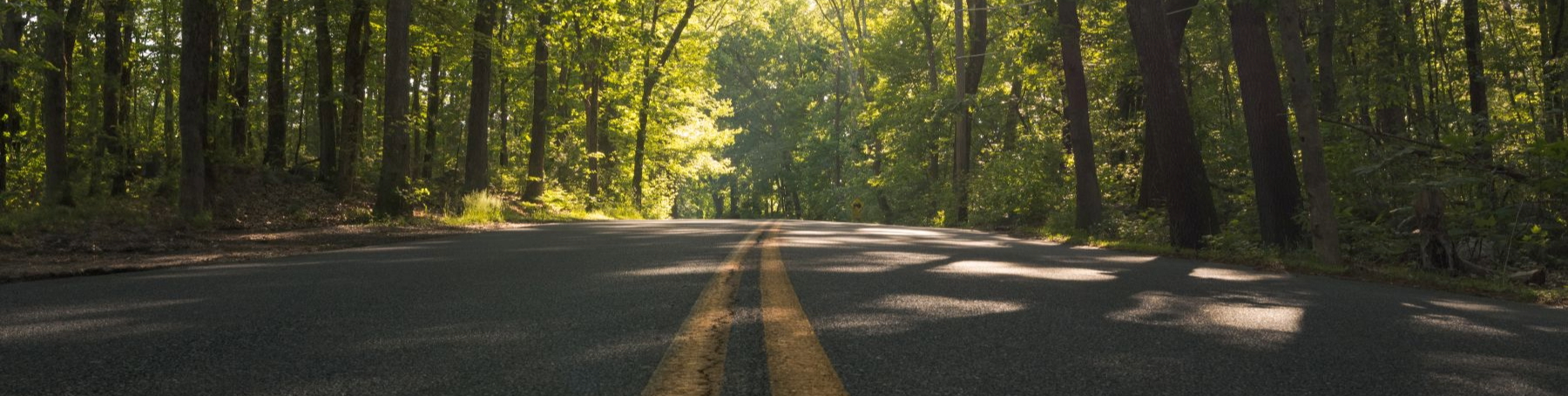 Open Road in forest